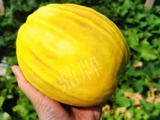 蔬菜種子種植戶(hù)客戶(hù)點(diǎn)評(píng)-我的甜瓜賣(mài)20元1市斤，與大家分享…