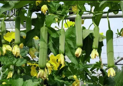 蔬菜種子種植戶(hù)客戶(hù)點(diǎn)評(píng)-每畝收入2萬(wàn)元！這個(gè)絲瓜品種大受歡迎！