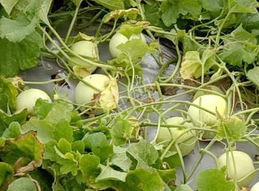 蔬菜種子種植戶(hù)客戶(hù)點(diǎn)評(píng)-種植甜瓜20年，這個(gè)品種讓我更省心！