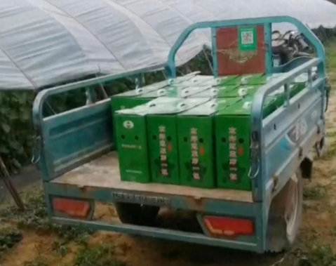 蔬菜種子種植戶(hù)客戶(hù)點(diǎn)評(píng)-很暢銷(xiāo)！團(tuán)購(gòu)6元一斤，這瓜夠香、夠甜、夠得勁兒！