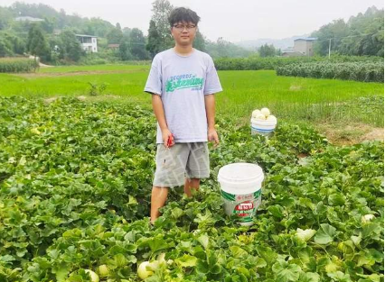 蔬菜種子種植戶(hù)客戶(hù)點(diǎn)評(píng)-甜瓜新品上市，每個(gè)賣(mài)9元，很暢銷(xiāo)！