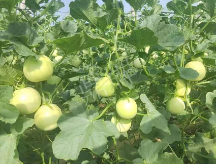 蔬菜種子種植戶客戶點(diǎn)評-種植這個(gè)新品種，我感到非常滿意！