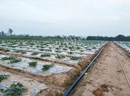 蔬菜種子種植戶客戶點(diǎn)評-80后大廚回鄉(xiāng)種甜瓜，第一年就賺15萬！