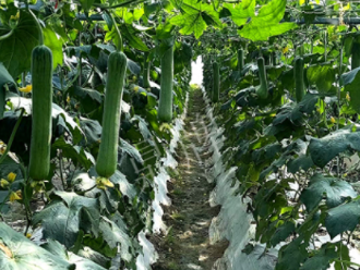 蔬菜種子種植戶客戶點(diǎn)評-高手在民間，浙江蒼南的絲瓜在下半年至春節(jié)，都有大量上市！