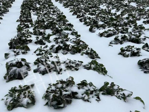 蔬菜種子種植戶客戶點(diǎn)評-春節(jié)期間，2畝雜交“東漢菜”一批就賣了2萬多元！