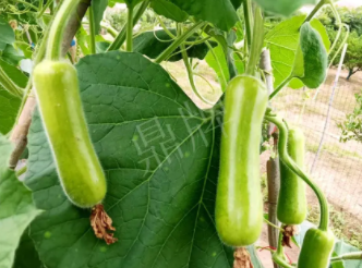 蔬菜種子種植戶客戶點評-科研人員發(fā)誓研究的一個抗高溫品種，您可能需要！