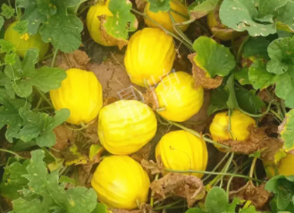 蔬菜種子種植戶客戶點(diǎn)評(píng)-瓜農(nóng)說：“還得是這個(gè)品種?。　?，什么品種讓種植戶如此感慨？