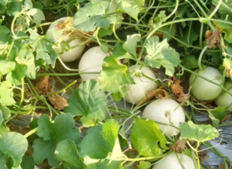 蔬菜種子種植戶客戶點(diǎn)評(píng)-真有這么好嗎？這個(gè)品種我試種了一畝地，猜猜我賣了多少錢？