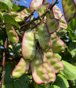 蔬菜種子種植戶客戶點(diǎn)評(píng)-價(jià)格好得讓種植者笑咪咪的，這個(gè)神奇的品種在霜降后還是串串結(jié)莢！