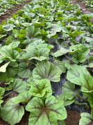 蔬菜種子種植戶客戶點(diǎn)評(píng)-第一次種植這種菜，現(xiàn)在可以上市了，大家?guī)臀医ㄗh一下，能賣個(gè)什么價(jià)格？