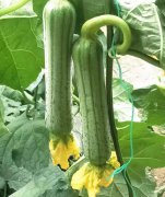 蔬菜種子種植戶客戶點(diǎn)評(píng)-這瓜，太美了！太美了！但我這個(gè)老菜農(nóng)……唉！