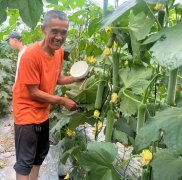 蔬菜種子種植戶客戶點(diǎn)評(píng)-干農(nóng)業(yè)，有喜悅嗎？有的，請(qǐng)看！