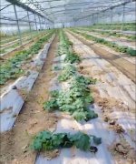 蔬菜種子種植戶客戶點(diǎn)評(píng)-三倍體絲瓜到底是斷頭好？還是不斷頭好？看看這位老板的做法……