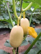 蔬菜種子種植戶客戶點(diǎn)評(píng)-瓜菜價(jià)格不好，太卷了！看一位種植大戶穩(wěn)穩(wěn)賺錢的經(jīng)驗(yàn)…