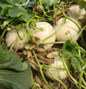 蔬菜種子種植戶客戶點(diǎn)評(píng)-我種植的這個(gè)品種，稱得上“白馬王子”，與大家分享！