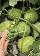 蔬菜種子種植戶客戶點(diǎn)評(píng)-瓜商喜歡、消費(fèi)者喜歡，這個(gè)品種就好銷售！