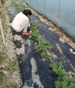 蔬菜種子種植戶客戶點(diǎn)評(píng)-我想要一個(gè)抗高溫又品質(zhì)優(yōu)良的甜瓜品種，終于找到了！