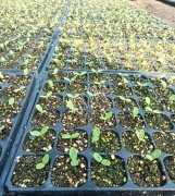 蔬菜種子種植戶客戶點(diǎn)評(píng)-高溫+病毒，雙重暴擊！今年種植這個(gè)品種能賺錢嗎？